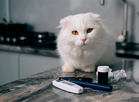 White cat sits on counter with pain medication options in front