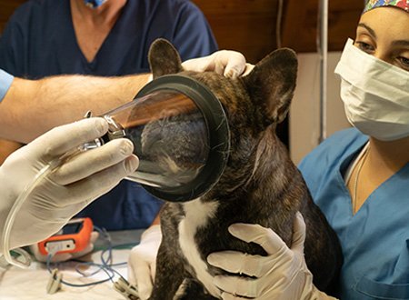 vet placing pet anaesthetic mask on dog