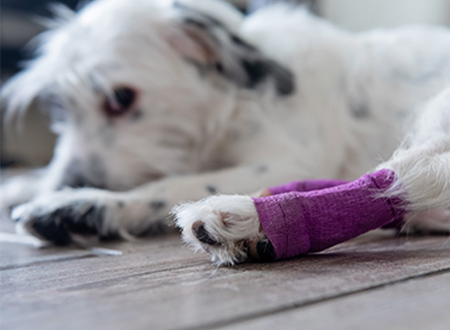 white dog on lying floor with pink bandaged leg