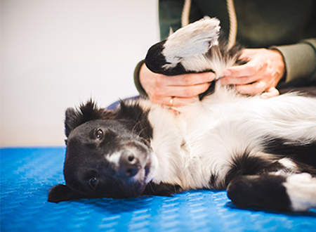 dog lying down on table getting examined