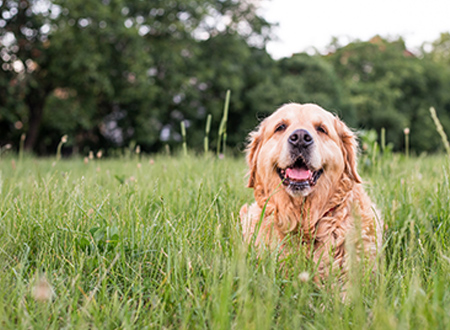 happy senior golden retriever sits in grass field